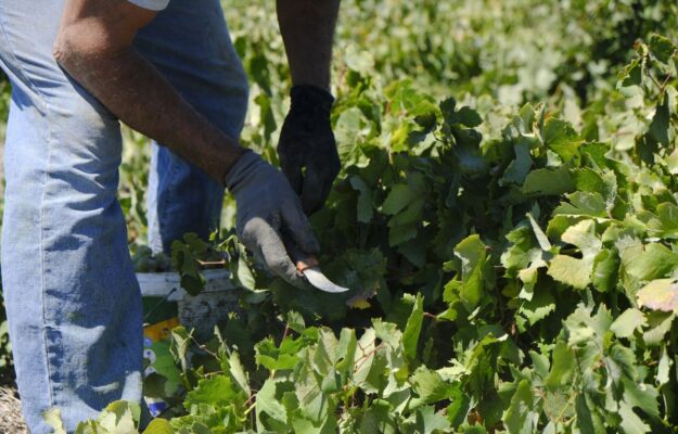 AGRICOLTURA, agroalimentare, AGROMAFIE, CAPORALATO, FLAI CGIL, ILLECITI AMMINISTRATIVI, LAVORO IN NERO, LAVORO IRREGOLARE, MADE IN ITALY, OSSERVATORIO PLACIDO RIZZOTTO, REATI, SFRUTTAMENTO, Non Solo Vino