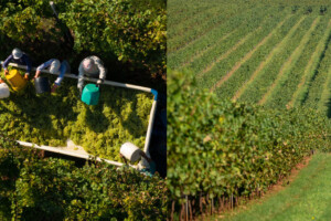 Collis Veneto Wine Group, bilancio d’esercizio 2024 in crescita, utile a 1,4 milioni di euro