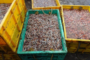 Nessuno stop della pesca a strascico, nel 2025, per la flotta italiana: “una vittoria storica”