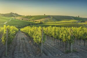 Equilibrio di mercato, flessibilità degli strumenti normativi e finanziari: il futuro del vino Ue