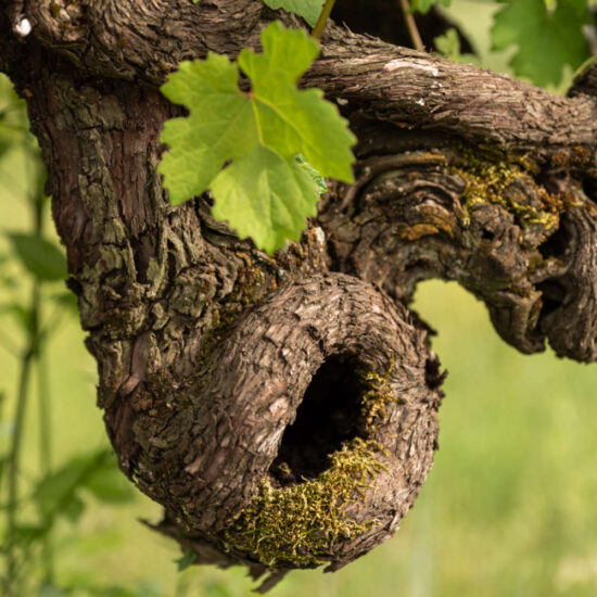 Il vigneto di Cariano di Aurete nel Lazio 