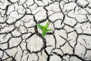 Cambiamento climatico: a salvare il vino potrebbero essere antichissime varietà di uva