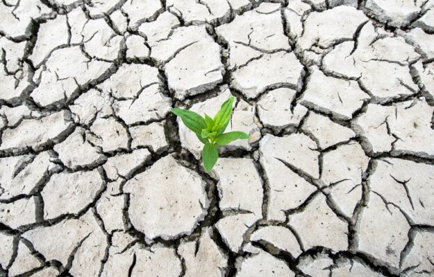 CLIMATE CHANGE, deserto del Negev, vitigni antichi, Mondo