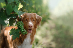 I cani possono aiutare a scovare i parassiti della vite. A dirlo uno studio della Cornell University