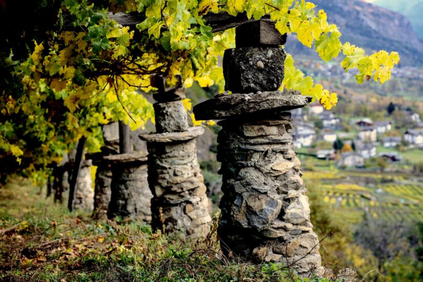 Il vigneto di Prié Blanc della Cave Mont Blanc de Morgex et La Salle in Valle d’Aosta