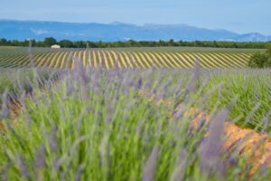 Francia, le denominazioni nel mirino: “rinnegare l’Aoc non aiuterà contro le sfide climatiche”