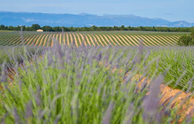 CAMBIAMENTO CLIMATIO, FRANCIA, MALTEMPO, PLAISIR SOLIDAIRE, Provenza, ROSATI, ROUGE PROVENCE, VINI ROSSI, VINO FRANCESE, Mondo