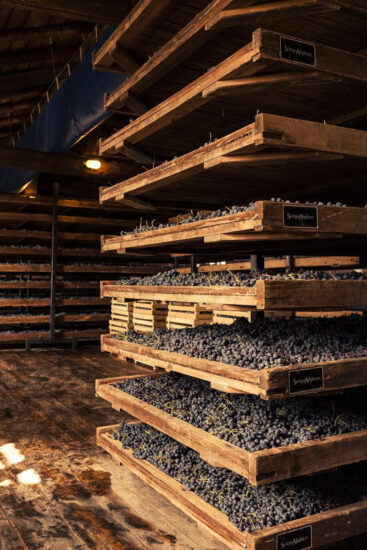 Appassimento delle uve nel fruttaio 