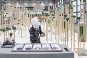 Il gelato del futuro sarà a base di microalghe essiccate, quando i ghiacciai si scioglieranno