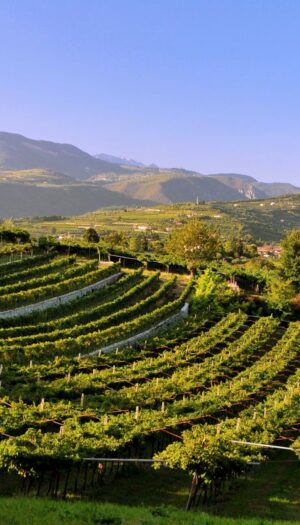 Nasce il &ldquo;Premio Paesaggi Rurali Storici&rdquo; per chi custodisce in maniera attiva il paesaggio italiano