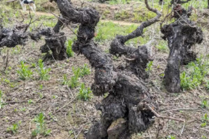 Salvare un clone pre-fillossera di Cabernet Sauvignon in Cile per garantire il suo futuro nel mondo