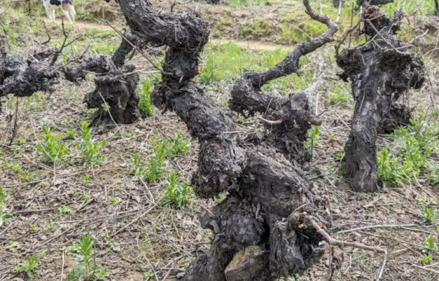 CABERNET SAUVIGNON, CAMBIAMENTO CLIMATICO, CILE, CROWDFUNDING, FILLOSSERA, GENETICA, PATRIARCHI DELLA VITE, RESILIENZA, VECCHIE VIGNE, Mondo