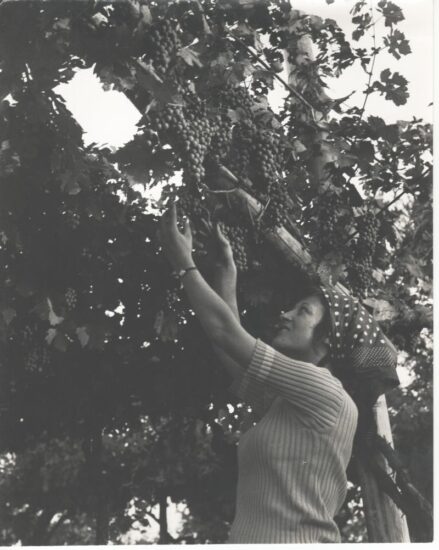 La vendemmia in Valpolicella, dall’archivio Bolla