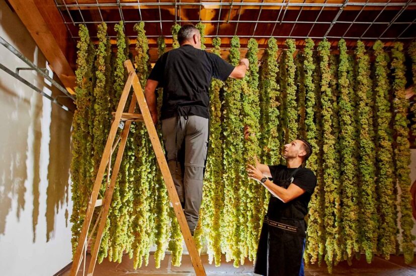 La “Prima del Torcolato” con la spremitura dell’uva Vespaiola a Breganze (ph: Maculan) 