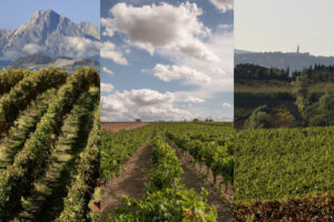 Distretti del Cibo, 100 milioni di euro di finanziamento di cui oltre 34 per progetti legati al vino