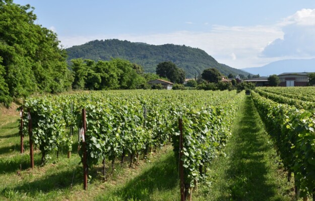 ATTILIO SCIENZA, GENETICA, LUCIO BRANCADORO, MALATTIE, MARCELLO LUNELLI, PORTAINNESTO, PORTAINNESTO M, QUALITA, SICCITA', UNIVERSITÀ DI MILANO, UVE, VITE, VIVAI COOPERATIVI RAUSCEDO, WINEGRAFT, Italia