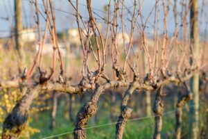 Il “Vigneto Italia” è diminuito del -15% dal 2000 ad oggi. Cresce solo il Nord-Est