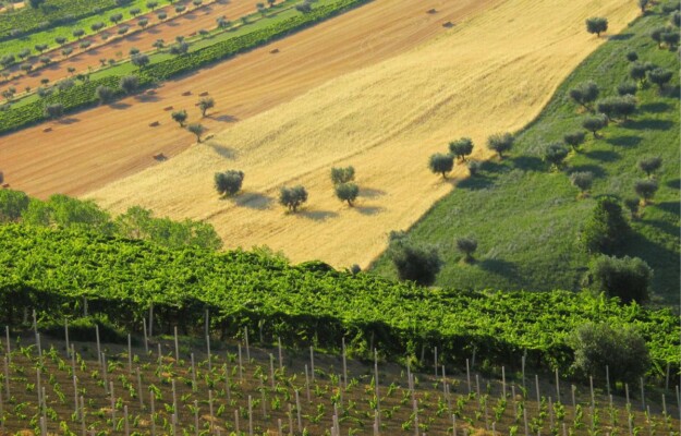 CITTÀ DEL VINO, CITTÀ DELL'OLIO, CITTÀ DI IDENTITÀ, ECCELLENZE, LEGGE MADE IN ITALY, MINISTERO DELL'AGRICOLTURA, REGISTRO DELLE ASSOCIAZIONI NAZIONALI DELLE CITTÀ DI IDENTITÀ, TERRITORI, Italia