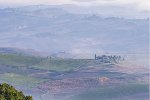 I Quaderni di WineNews - Il Brunello di Montalcino