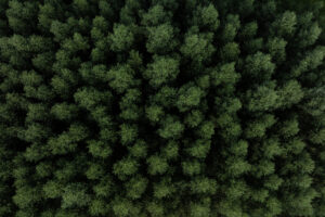 Gli agronomi e forestali (Conaf) e il messaggio all’Europa: “la Pac richiede una revisione” Gli agronomi e forestali (Conaf) e il messaggio all’Europa: “la Pac richiede una revisione”