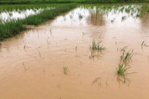 Maltempo in Italia, agricoltura piegata: +62% di eventi estremi in un anno, “paura per le colture”