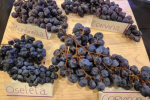La Valpolicella e il suo Amarone oggi