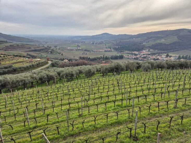 AMARONE DELLA VALPOLICELLA, DEGUSTAZIONE, FUTURO, STILE, TERRITORIO, Su i Quaderni di WineNews