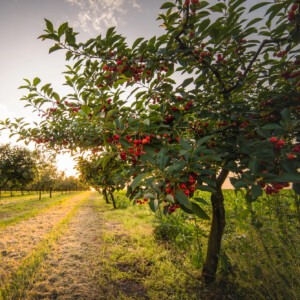 Il “frutteto Italia” ha perso 200.000 ettari in 15 anni e combatte con clima e concorrenza extra-Ue