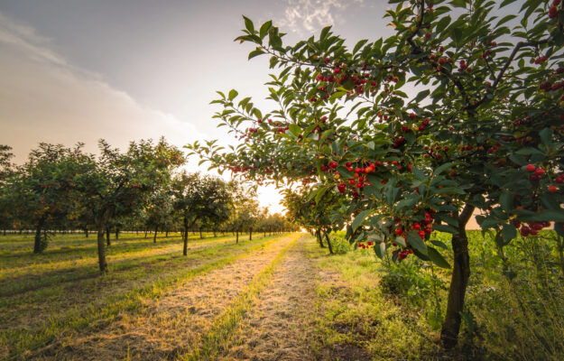 BERLINO, CIA-AGRICOLTORI, CLIMA, Coldiretti, Confagricoltura, FRUIT LOGISTICA, FRUTTA, Non Solo Vino