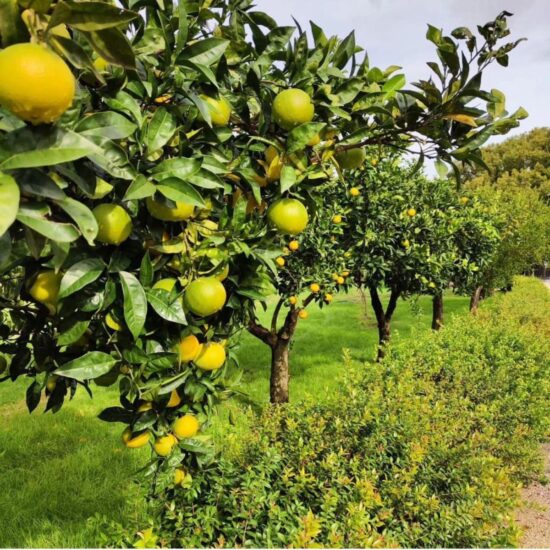 Il Museo di Capodimonte a Napoli apre le porte dell’Agrumeto dei Borbone con “Agrumi in Festa” 