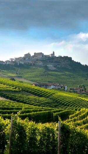 Per business, prestigio, storia, bellezza: perch&eacute; (e come) si investe nel vino, secondo Knight Frank