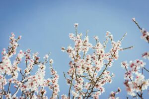 Il caldo anomalo di gennaio sconvolge le fioriture: mimose e mandorli gi&agrave; in fiore