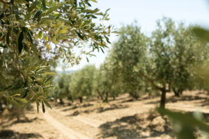 Olio di oliva italiano, un&rsquo;eccellenza in difficolt&agrave;, che chiede una svolta. Dai campi al mercato