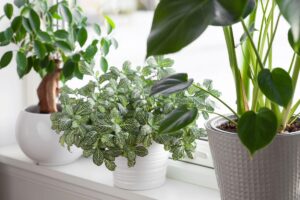 Florovivaismo italiano da record: superata quota 3,2 miliardi di euro nel 2024 (+3,5% sul 2023)