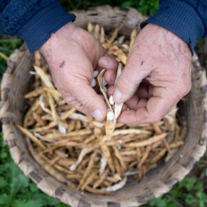 Verso il “Legume Day”, arrivano menù e ricettario ad hoc dei cuochi dell’Alleanza Slow Food