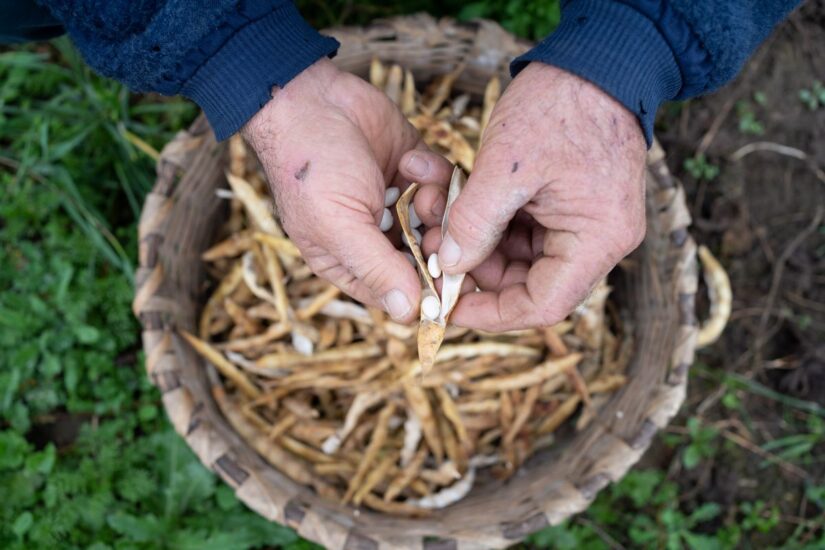 Alcuni dei Presìdi Slow Food di legumi (ph: SlowFoodItalia)