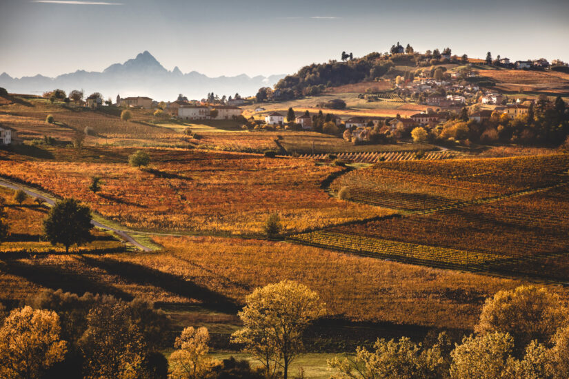 Cresce il Nizza Docg, il vertice qualitativo della Barbera
