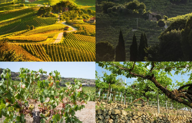 LANGHE ROERO E MONFERRATO, LE COLLINE DEL CONEGLIANO VALDOBBIADENE PROSECCO DOCG, MURETTI A SECCO, PAESAGGIO, PANTELLERIA, PATRIMONIO UNESCO, VALPOLICELLA, VALTELLINA, VITE AD ALBERELLO, VITICOLTURA, Italia