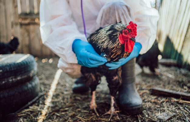 ALLEVAMENTI, AZIENDE ZOOTECNICHE, CIA AGRICOLTORI ITALIANI, Confagricoltura, FIGURE PROFESSIONALI, GIOVANI, VETERINARI, ZOOTECNIA, Non Solo Vino