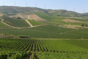 Indagine della Dda Antimafia di Palermo a Camporeale, coinvolta anche la cantina Rapitalà