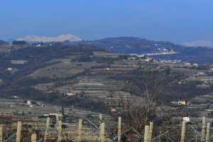 I Quaderni di WineNews - L'Amarone della Valpolicella