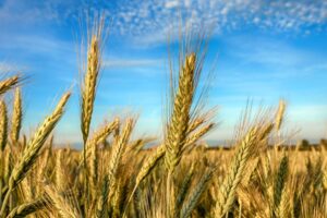 Pac, l’Unione Europea rinnova per un altro anno l’aumento del tetto anticipi: dal 50% al 70%