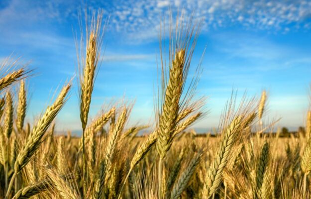 AGRICOLTORI, AGRICOLTURA, COMMISSIONE UE, FONDI UE, LIQUIDITA, MERCATI, METEO, PAC, Non Solo Vino