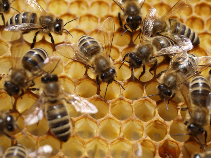 Le api sono fondamentali per la produzione di miele, l’ambiente e l’agricoltura