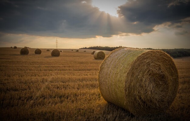 AGRIFOOD, BIOECONOMIA, CRESCITA SOSTENIBILE, STARTUP, TERRA NEXT, Non Solo Vino