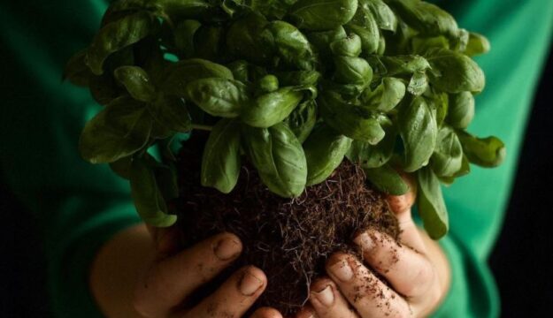 &ldquo;Giornata Europea del Biologico&rdquo;, Wwf: in Italia &egrave; biologico un ettaro su cinque