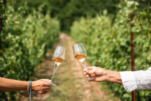 Maso Martis avvia un’innovativa sperimentazione di agroecologia tra i vigneti del Trentodoc