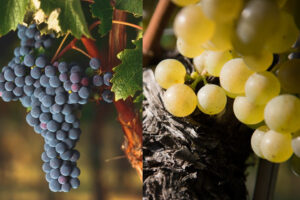 Vino e riscaldamento globale, il Cabernet Sauvignon è più resistente dello Chardonnay