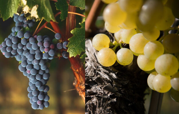 CABERNET SAUVIGNON, CAMBIAMENTO CLIMATICO, CHARDONNAY, RISCALDAMENTO GLOBALE, SICCITA', STRESS IDRICO, UNIVERSITÀ DELLA CALIFORNIA, UNIVERSITÀ DI SAN DIEGO, VINI BIANCHI, VINI ROSSI, VITIGNI, Mondo