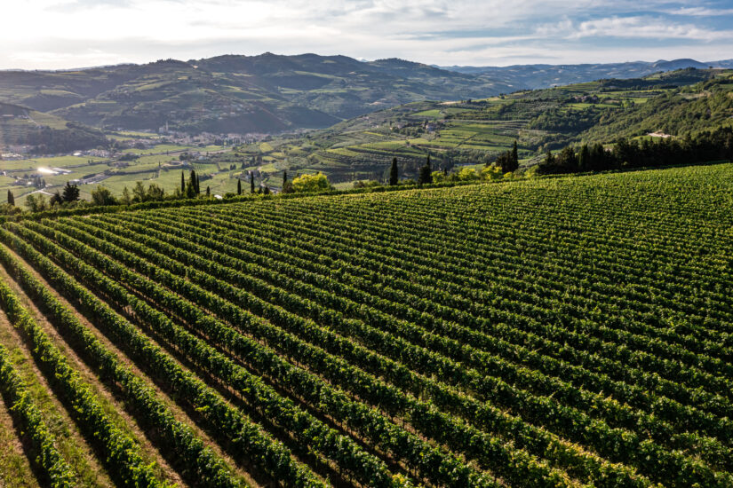 I filari dedicati al Mai dire Mai di Pasqua Vini